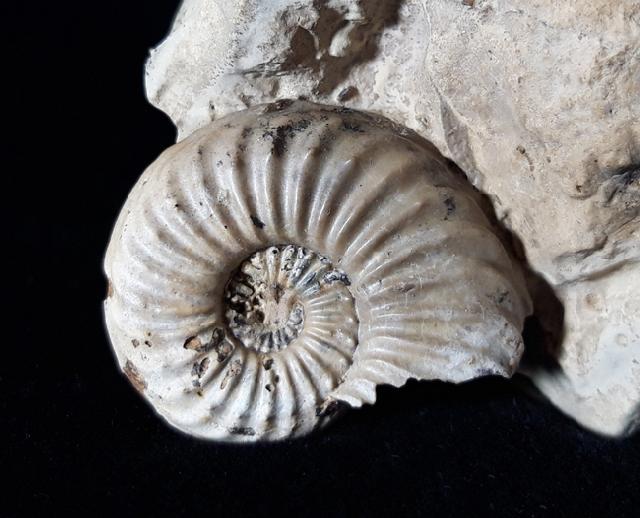 Pleuroceras solare (PHILLIPS 1829) - Bild © FossNet FossilienStore